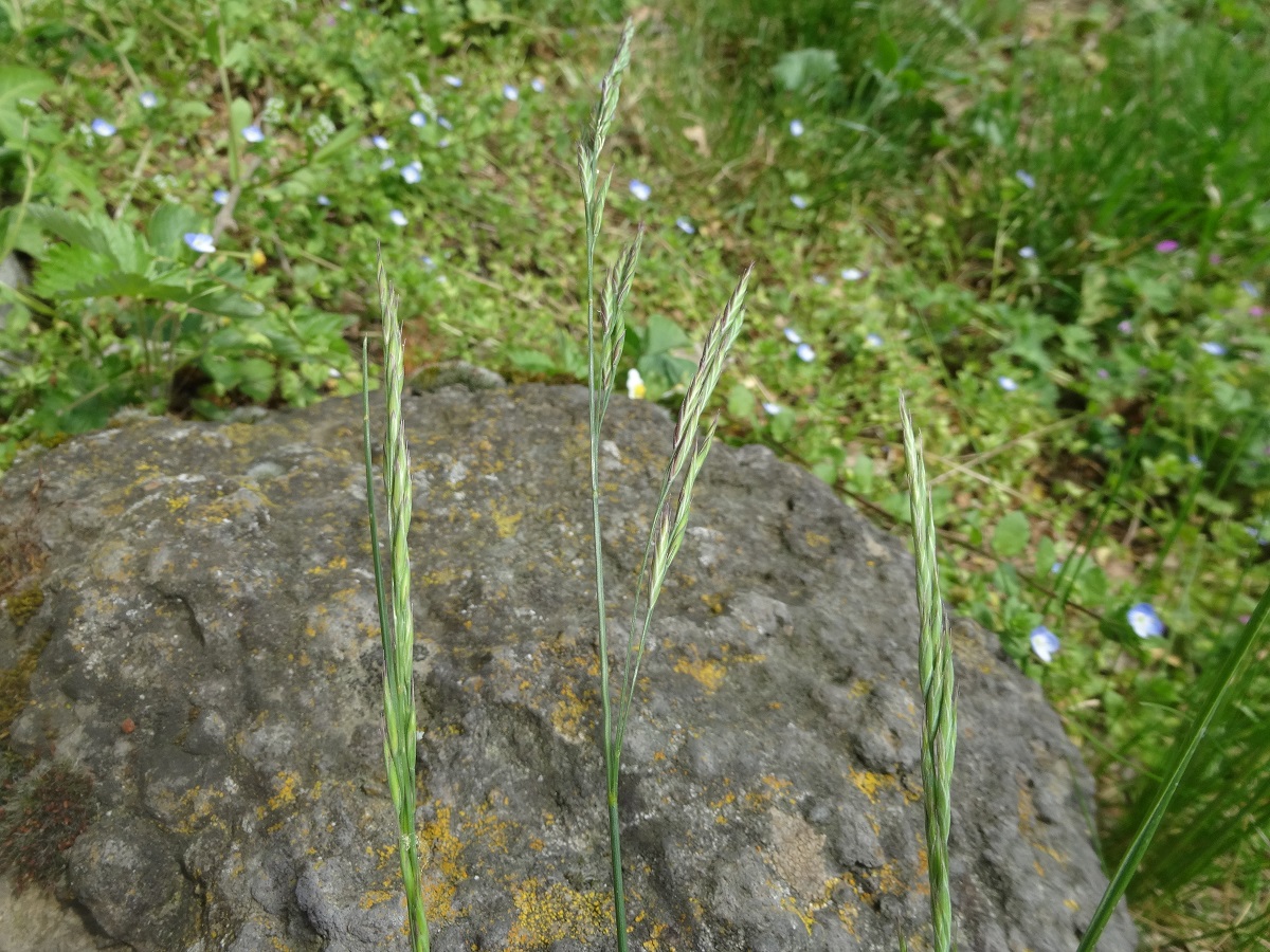 Festuca rubra subsp. rubra (Poaceae)